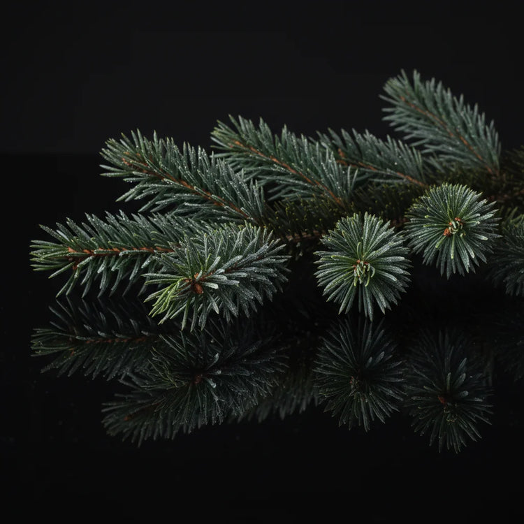 Black spruce branches with dense blue-green needles arranged on a glossy black reflective surface, showing a mirrored reflection below.