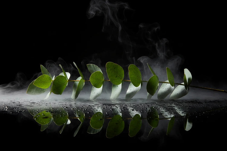 A horizontal eucalyptus stem with vibrant green oval leaves resting on a reflective dark surface with mist and steam rising against a solid black background.