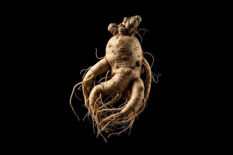 Ginseng root on a black background