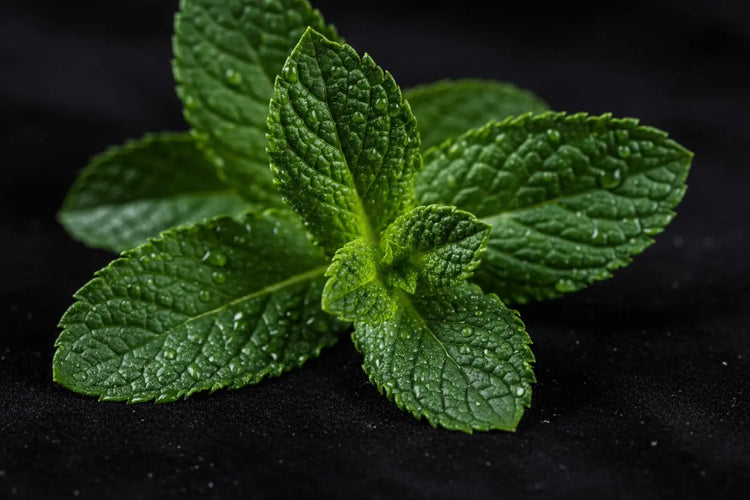Close-up of fresh green mint leaves on a black background