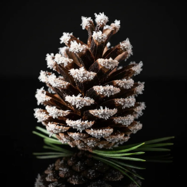 A natural pine cone with white frosty detailing and green pine needles, photographed on a glossy black reflective surface against a black background.