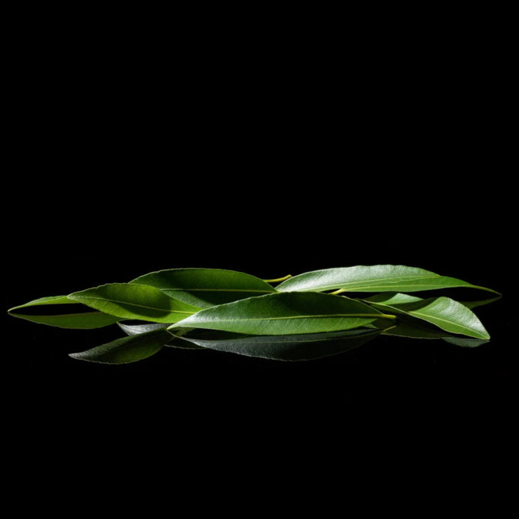 A small cluster of glossy green leaves arranged horizontally against a solid black background.